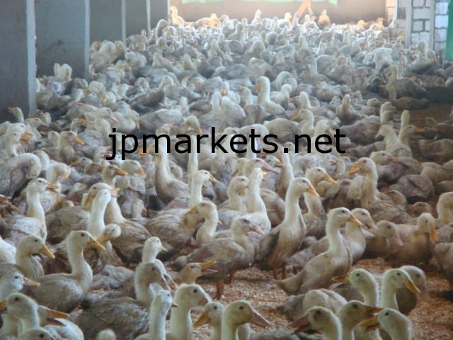 家禽の免疫力向上のための動物の健康医療動物薬問屋・仕入れ・卸・卸売り