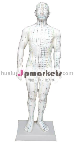 人間の鍼モデル問屋・仕入れ・卸・卸売り