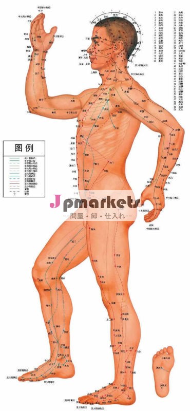 経穴チャート問屋・仕入れ・卸・卸売り