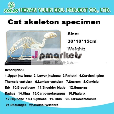 プリザーブド猫スケルトンモデルの骨格や医療教育のための農業用問屋・仕入れ・卸・卸売り