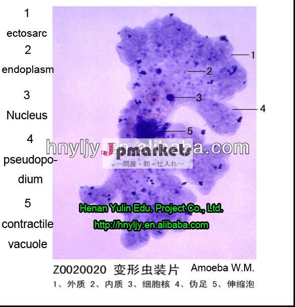 アメーバparasitology医療教育のための準備されたスライド問屋・仕入れ・卸・卸売り
