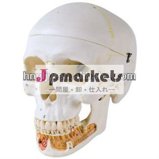 頭蓋骨スケルトンmodel/天然サイズ頭蓋骨model/古典的な人間の頭蓋骨モデルで開かれた下顎、 3部問屋・仕入れ・卸・卸売り