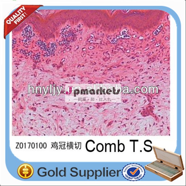 ガラス顕微鏡スライド7101meiosis準備顕微鏡スライド問屋・仕入れ・卸・卸売り