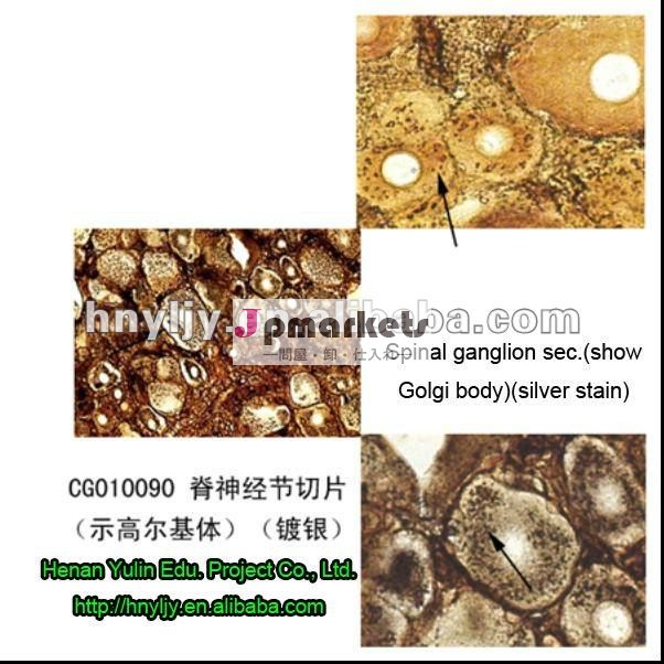 脊髄神経節秒。 教育生物学的準備されたスライド/生物学的準備されたスライド問屋・仕入れ・卸・卸売り