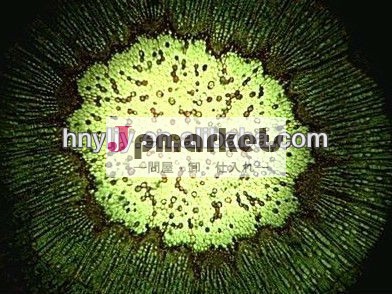 優れた生物学準備顕微鏡のスライドから100％の工場渡し問屋・仕入れ・卸・卸売り