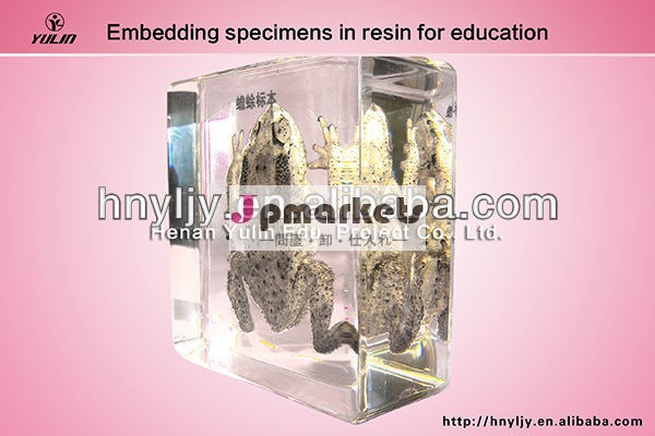 標準ヒキガエル3d小学校のために標本生物学の授業問屋・仕入れ・卸・卸売り