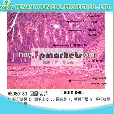 回腸sec。問屋・仕入れ・卸・卸売り