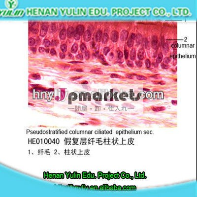 線毛上皮秒pseudostratifiedの円柱。 準備顕微鏡のスライド問屋・仕入れ・卸・卸売り