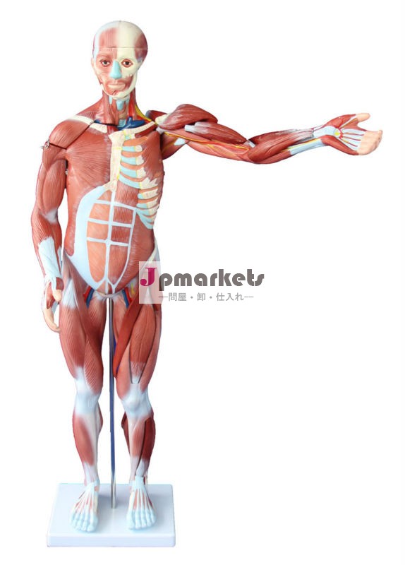 人間の筋肉の解剖学のモデル問屋・仕入れ・卸・卸売り