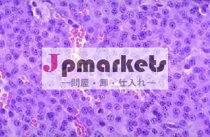 準備されたスライド教育教育顕微鏡のスライド問屋・仕入れ・卸・卸売り