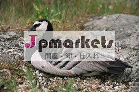 中国プラスチック製のアヒル2013/シミュレーションの動物、 飛ぶ鳥おとり、 pe動物の餌問屋・仕入れ・卸・卸売り