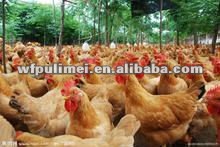 複合プロバイオティクスの準備動物の健康のために問屋・仕入れ・卸・卸売り