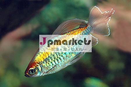 コンゴテトラ- ライブ観賞魚なし。 1問屋・仕入れ・卸・卸売り