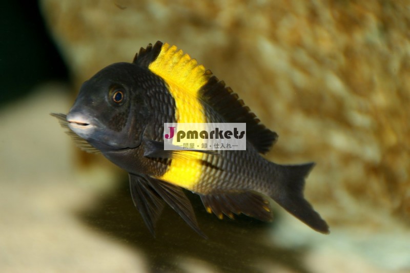 熱帯魚tropheusシクリッドカイザー問屋・仕入れ・卸・卸売り