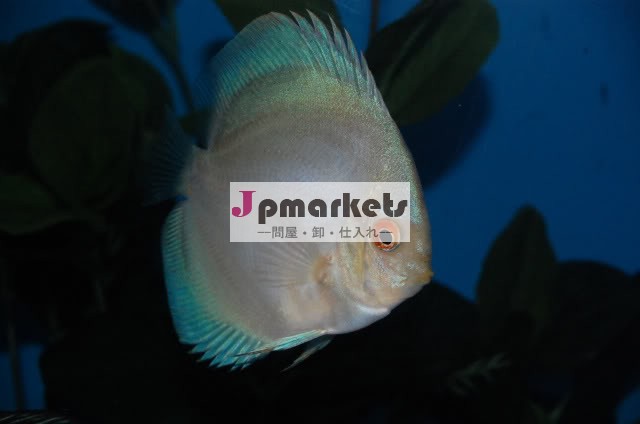 熱帯魚の水銀ディスカス問屋・仕入れ・卸・卸売り