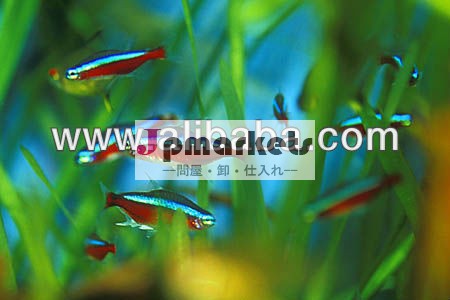 エキゾチックなライブ熱帯魚問屋・仕入れ・卸・卸売り