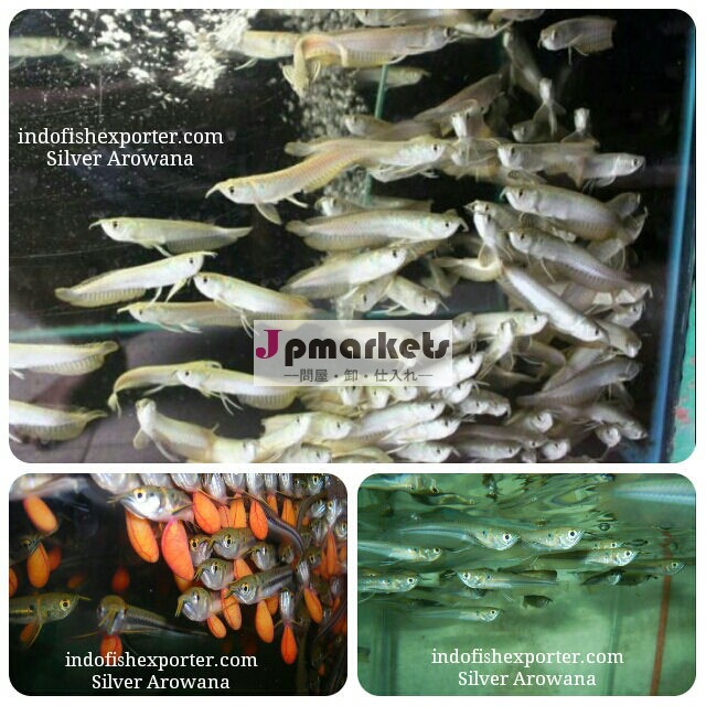 シルバーアロワナ熱帯魚5- 6cm( indofishexporter。 com)問屋・仕入れ・卸・卸売り