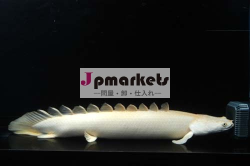 Endlicheriビチャー( polypterusendlicheri)- 古代珍しいエキゾチックな魚問屋・仕入れ・卸・卸売り