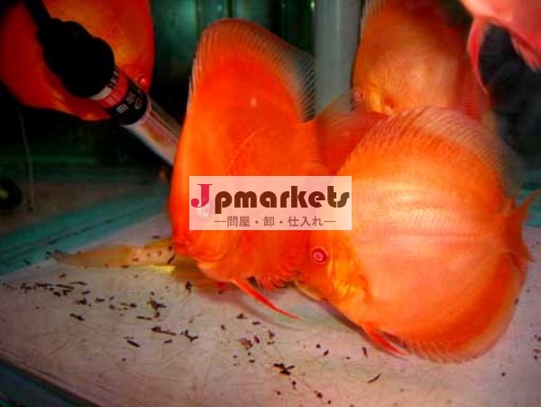 サンレッドディスカス魚( indofishexporter。 com)問屋・仕入れ・卸・卸売り