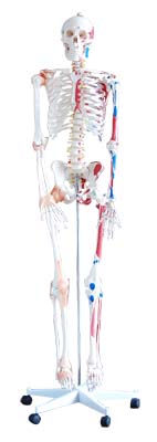 骨格解剖モデルは問屋・仕入れ・卸・卸売り
