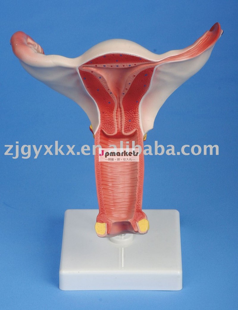 女性の内部生殖器官(解剖モデル、教育モデル)問屋・仕入れ・卸・卸売り