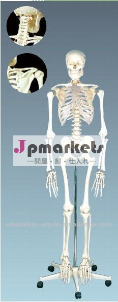 モデルの人間のskeleton170( cm) se31104問屋・仕入れ・卸・卸売り