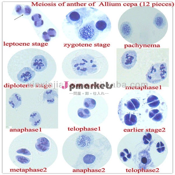 植物から植物学顕微鏡スライドmeiosis100％の工場渡し問屋・仕入れ・卸・卸売り