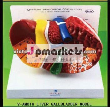 胆嚢v-am016肝臓モデル問屋・仕入れ・卸・卸売り