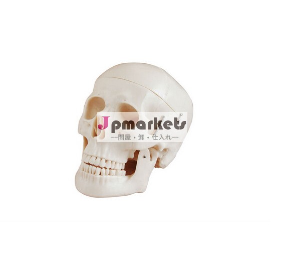 Pvcライフ- サイズhuamn頭蓋骨のモデル問屋・仕入れ・卸・卸売り
