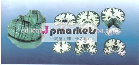 矢状断面se32653解剖学的脳モデル問屋・仕入れ・卸・卸売り