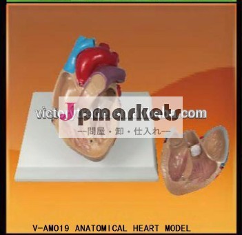 V-AM019 Anatomical Heart Model問屋・仕入れ・卸・卸売り