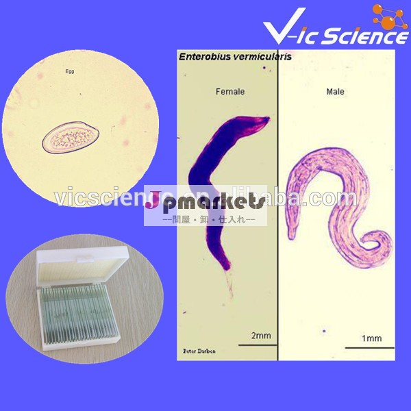 医療parasitology50個準備されたスライドセット問屋・仕入れ・卸・卸売り