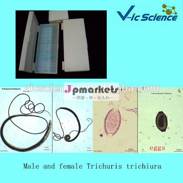 のdiffernt種類parasitologymeidical準備されたスライドセット問屋・仕入れ・卸・卸売り