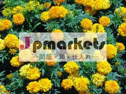 Marikozhunthu (MariGold) Herbal Hand Made Deodorant Cream問屋・仕入れ・卸・卸売り