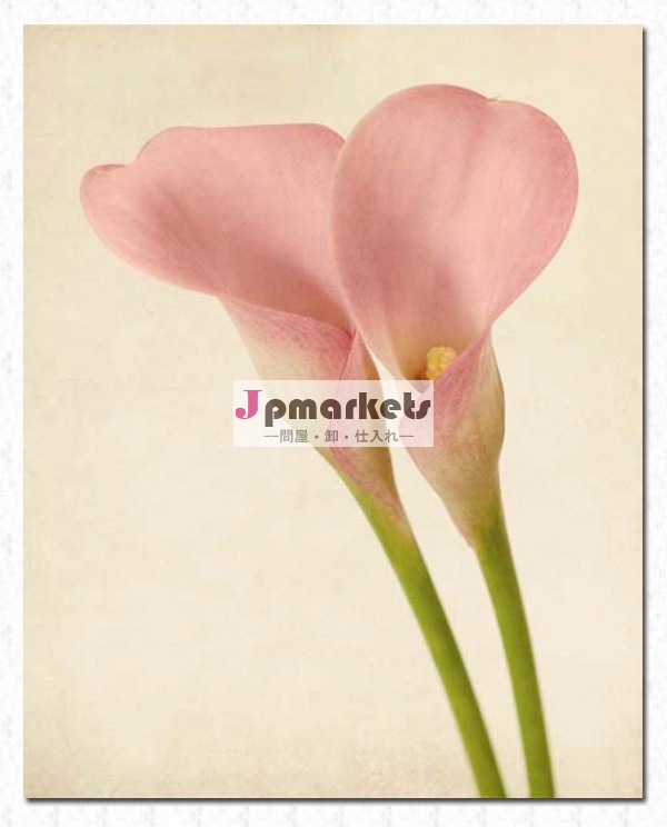 カイウユリの花ピンク写真撮影、 フローラルプリント写真撮影、 壁の芸術のためのシックなコテージ/壁の装飾問屋・仕入れ・卸・卸売り