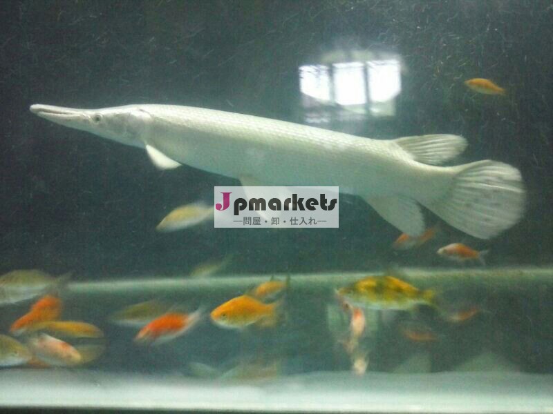 珍しい魚のプラチナスパチュラ(indofishexporter.com)問屋・仕入れ・卸・卸売り