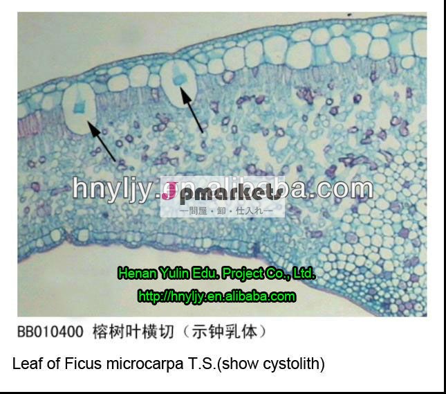 植物学準備されたスライド、 葉のガジュマルのt。 s。( ショーcystolith)問屋・仕入れ・卸・卸売り