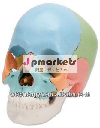 科学的な着色された人間の頭蓋骨モデル問屋・仕入れ・卸・卸売り