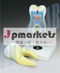 ヒトの歯モデル問屋・仕入れ・卸・卸売り