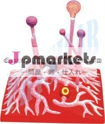 菌類モデル問屋・仕入れ・卸・卸売り