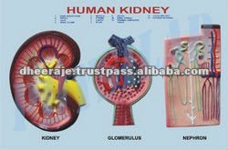 腎臓切片、 ・血管・nephrons腎臓糸球体問屋・仕入れ・卸・卸売り
