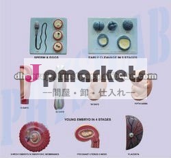 妊娠期間のセット問屋・仕入れ・卸・卸売り