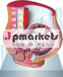 赤ちゃんと一緒に妊娠骨盤問屋・仕入れ・卸・卸売り