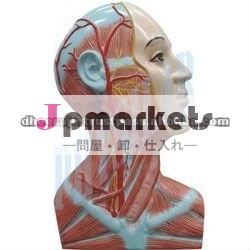 、解剖の右側の首問屋・仕入れ・卸・卸売り