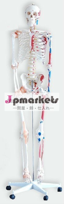 教育at170168cm価格人間の骨格問屋・仕入れ・卸・卸売り