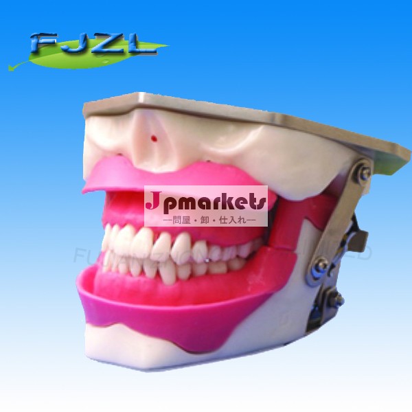 口頭麻酔および歯の抽出か患者教育モデルまたは歯科麻酔および歯の抽出のシミュレーターは模倣する問屋・仕入れ・卸・卸売り