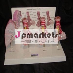 肺気胞の病理学の解剖モデル問屋・仕入れ・卸・卸売り