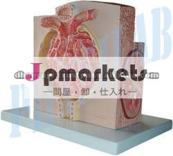 マイクロ解剖学の腎臓問屋・仕入れ・卸・卸売り