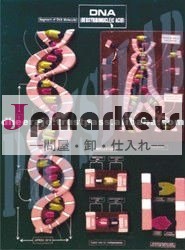dのモデル。 n。、。問屋・仕入れ・卸・卸売り