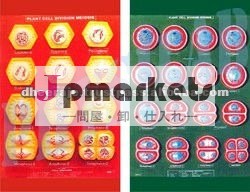 植物の細胞分裂meiosis問屋・仕入れ・卸・卸売り